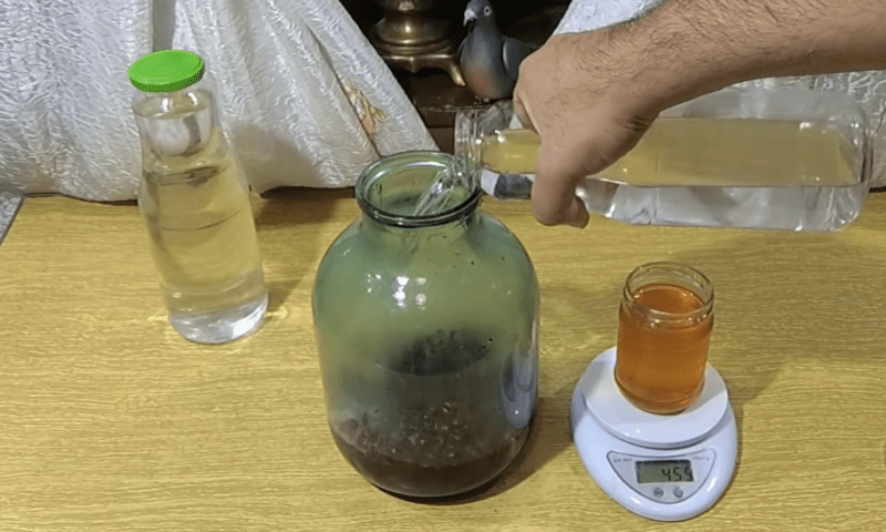 Настойка шиповника в процессе приготовления.