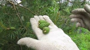 Сбор молодых шишек