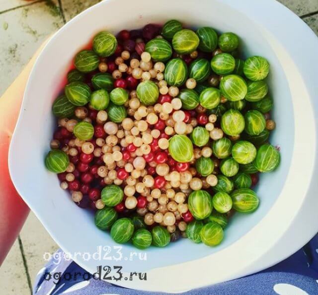 домашнее вино из крыжовника 3