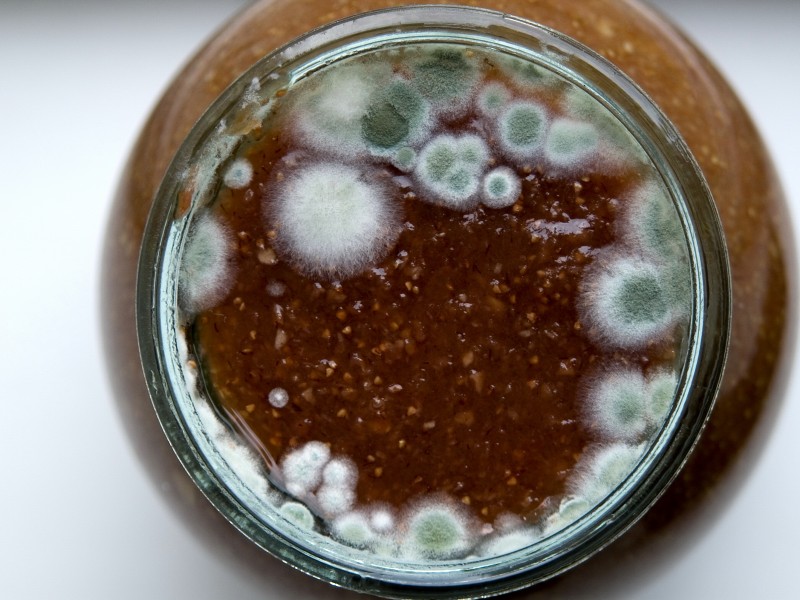 Плесень на вине, что делать в этом случае и как сберечь напиток