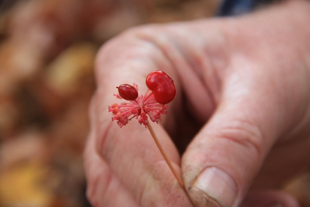 Женьшень - корень жизни, суперпродукт против старения. Полезные свойства, противопоказания