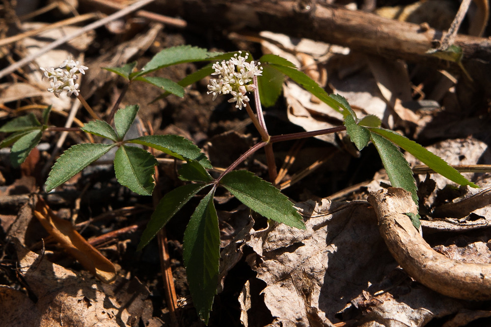 Женьшень - корень жизни, суперпродукт против старения. Полезные свойства, противопоказания