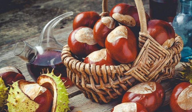 плоды каштана настойка