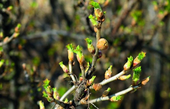 Почки смородины