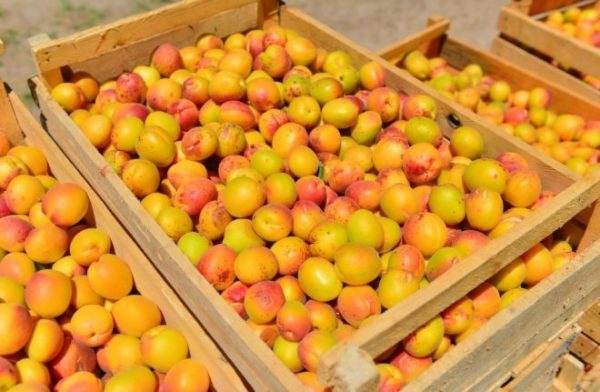 Абрикосовое вино в домашних условиях по простому рецепту