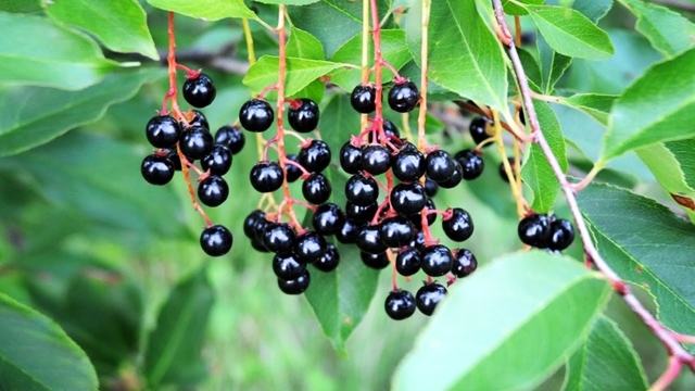 Домашнее вино из черемухи по проверенному рецепту