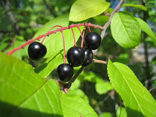 Домашнее вино из черемухи по проверенному рецепту