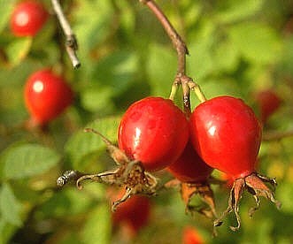 Домашнее вино из шиповника по проверенному рецепту