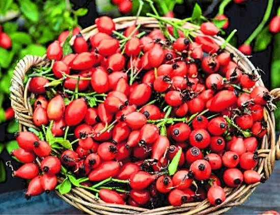 Домашнее вино из шиповника по проверенному рецепту