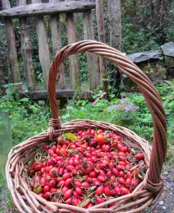 Домашнее вино из шиповника по проверенному рецепту