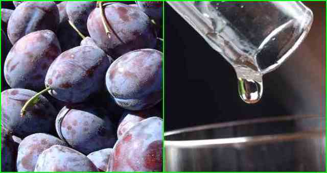 Простой самогон из слив - рецепт браги и перегонка