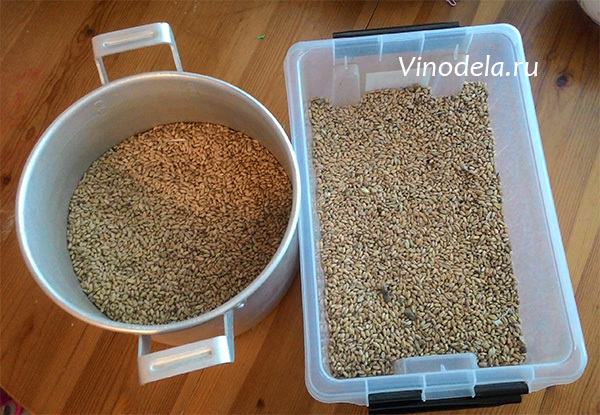 Стоит ли вливать «хвосты» в новую порцию зерновой браги