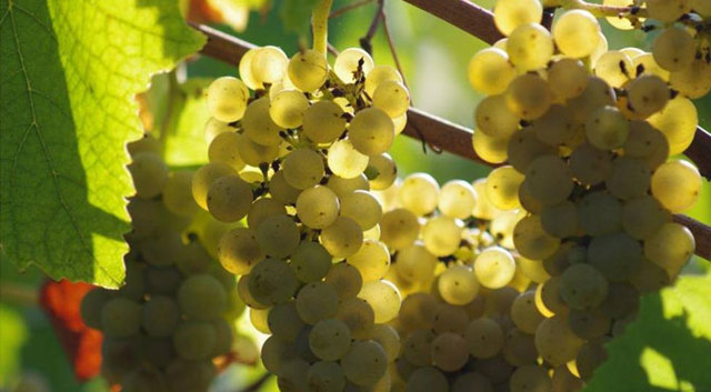 Вина Эльзаса: особенности, классификация, известные марки