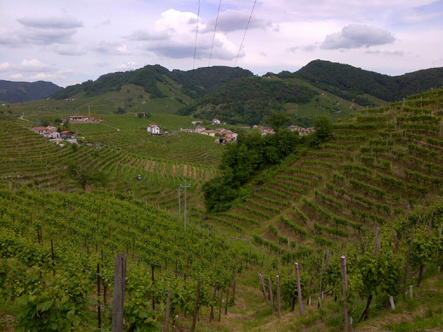 Вина Каталонии: история особенности региона, известные марки