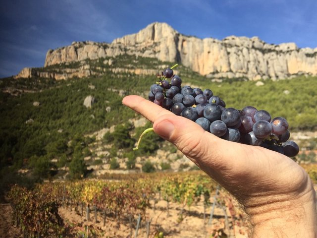 Вина Каталонии: история особенности региона, известные марки