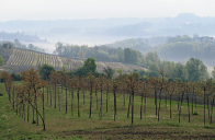 Вина «Нового Света»: список стран и особенности виноделия