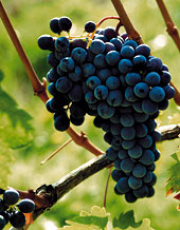 Вина «Нового Света»: список стран и особенности виноделия