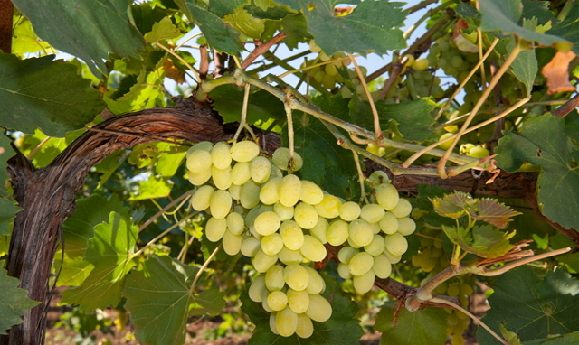 Вино Алиготе (aligote): особенности, виды, культура пития