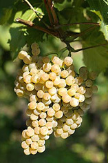 Вино Алиготе (aligote): особенности, виды, культура пития