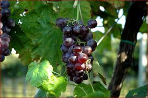 Вино Бардолино: особенности производства и культура пития