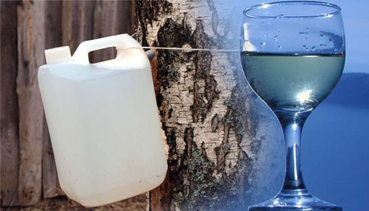 Вино из березового сока в домашних условиях