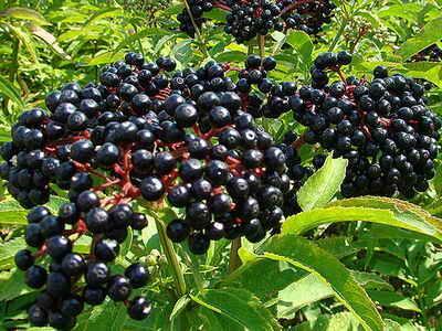 Вино из бузины в домашних условиях - рецепты из цветков и ягод