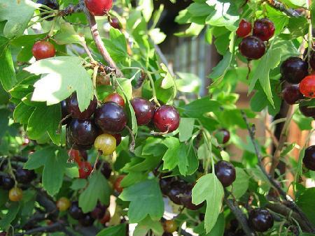 Вино из йошты в домашних условиях – рецепт приготовления