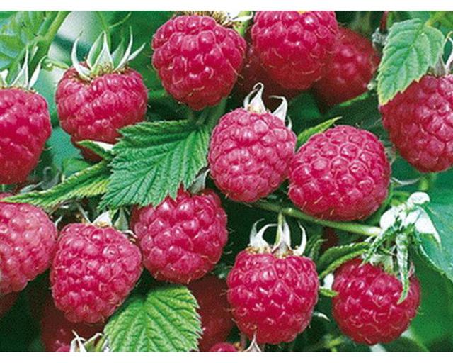 Вино из морошки в домашних условиях – рецепт и приготовление