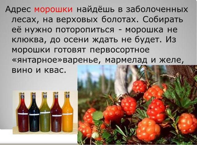 Вино из морошки в домашних условиях – рецепт и приготовление