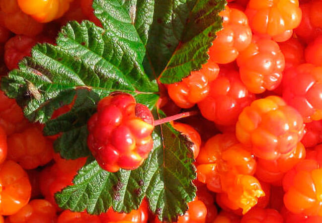 Вино из морошки в домашних условиях – рецепт и приготовление