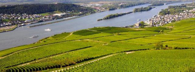 Вино Рислинг – особенности, виды, правила подачи, история