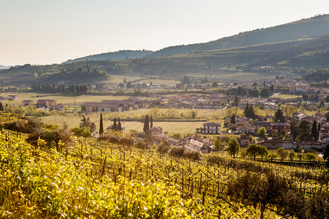 Вино Верментино: особенности, регионы, известные марки
