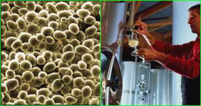 Вода для браги – нюансы качества и температуры