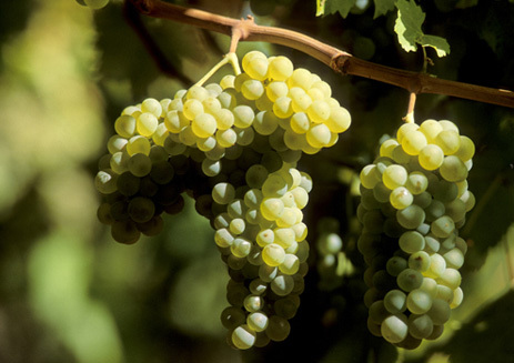 Вино Айрен: особенности, культура пития, известные марки