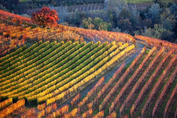 Вино Барбареско: особенности, известные марки, культура пития